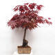 Outdoor bonsai - Acer palmatum Atropurpureum - Red palm maple - 2/7