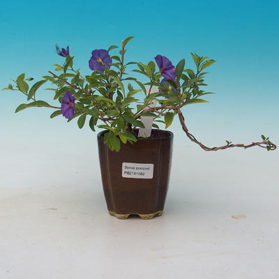 Room bonsai - Mustard-Solanum rantonnetii - 2