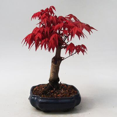 Outdoor bonsai - Maple palmatum DESHOJO - Japanese Maple - 2