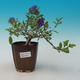 Room bonsai - Mustard-Solanum rantonnetii - 2/2