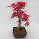 Outdoor bonsai - Maple palmatum DESHOJO - Japanese Maple - 2/5