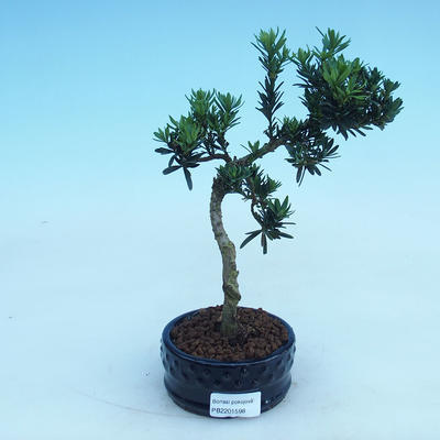 Indoor bonsai - Podocarpus - Stone thous - 2