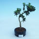 Indoor bonsai - Podocarpus - Stone thous - 2/2
