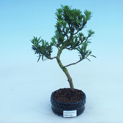 Indoor bonsai - Podocarpus - Stone thous - 2