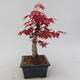 Outdoor bonsai - Maple palmatum DESHOJO - Japanese Maple - 2/5