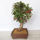 Outdoor bonsai -Malus Halliana - fruited apple - 2/5