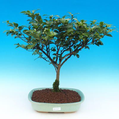 Room bonsai-Camellia euphlebia-Camellia - 2