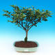 Room bonsai-Camellia euphlebia-Camellia - 2/2