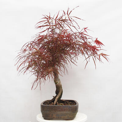 Outdoor bonsai - Acer palmatum RED PYGMY - 2