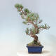 Outdoor bonsai - Pinus parviflora - small-flowered pine - 2/4