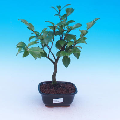 Room-bonsai Camellia Camellia-euphlebia - 2