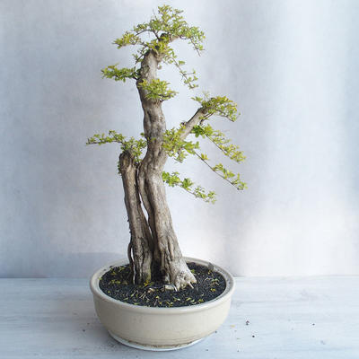 Indoor bonsai - Duranta erecta aurea - 2