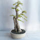 Indoor bonsai - Duranta erecta aurea - 2/5