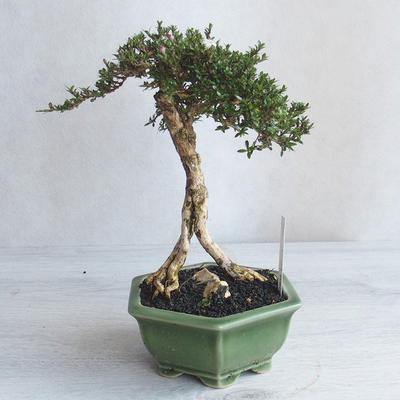 Indoor bonsai - Serissa japonica - small-leaved - 2