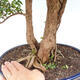 Indoor bonsai -Phyllanthus Niruri- Smuteň - 2/2
