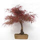 Outdoor bonsai - Acer palmatum RED PYGMY - 2/6
