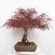 Outdoor bonsai - Acer palmatum RED PYGMY - 2/5