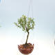 Kokedama in pottery - Serissa foetida variegata - Tree of a Thousand Stars - 2/2
