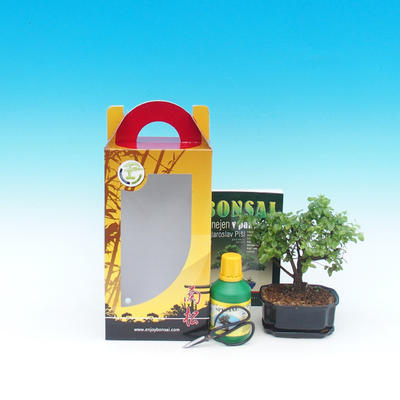 Room bonsai in a gift box, Carmona macrophylla - Tea fuki - 2