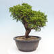 Outdoor bonsai - Juniperus chinensis Itoigawa - Chinese juniper - 2/4
