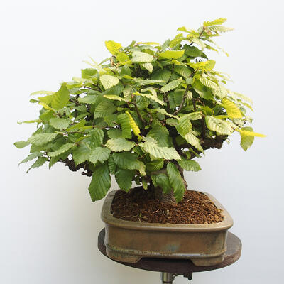 Outdoor bonsai - Hornbeam - Carpinus betulus - 2