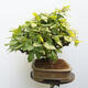 Outdoor bonsai - Hornbeam - Carpinus betulus - 2/5