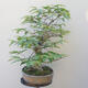 Outdoor bonsai -Carpinus CARPINOIDES - Korean Hornbeam - 2/5