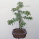 Outdoor bonsai - Hawthorn - 2/5