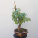 Acer campestre - Baby Maple - 2/4