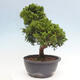 Outdoor bonsai - Juniperus chinensis Itoigawa - Chinese juniper - 2/4