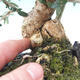 Room bonsai - Olea europaea sylvestris -Oliva European drobnolistá - 2/5