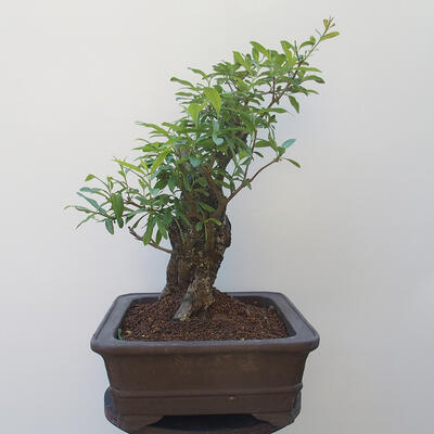 Outdoor bonsai - bird's beak Ligustrum - 2