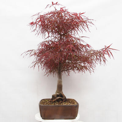 Outdoor bonsai - Acer palmatum RED PYGMY - 2