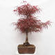 Outdoor bonsai - Acer palmatum RED PYGMY - 2/6