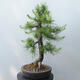 Outdoor bonsai - Larix decidua - Larch - 2/5