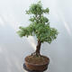 Outdoor bonsai - Cinquefoil - Potentila fruticosa yellow - 2/5