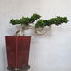 Room bonsai - Ficus nitida - small ficus - 2/5
