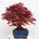 Outdoor bonsai - Maple palmatum DESHOJO - Maple palmate - 2/6