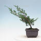 Outdoor bonsai - Juniperus chinensis Itoigawa-Chinese juniper - 2/4