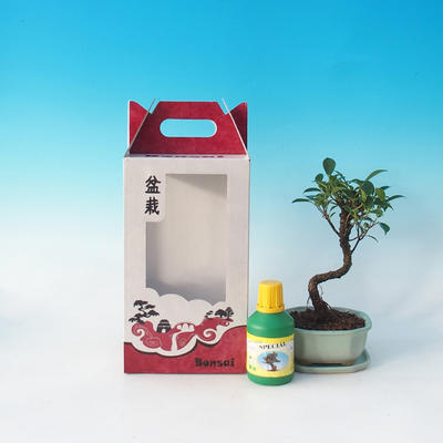 Room bonsai in a gift box, Ficus retusa - ficus malolistý - 2