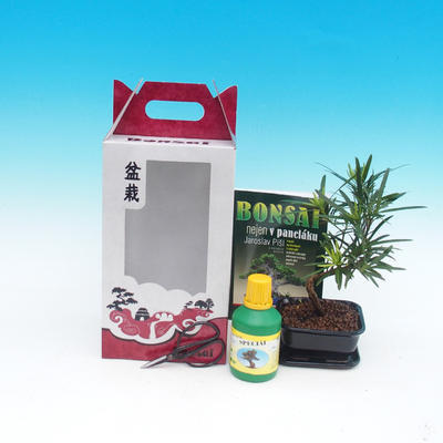 Room bonsai in a gift box, Podocarpus - Stone thousand - 2