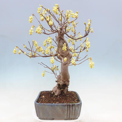 Outdoor bonsai - Hazelnut - Corylopsis Spicata - 2