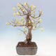 Outdoor bonsai - Hazelnut - Corylopsis Spicata - 2/7