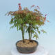Acer palmatum - Maple - grove - 2/4