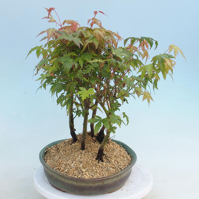 Acer palmatum - Maple - grove - 2