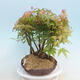 Acer palmatum - Maple - grove - 2/4