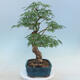 Acer palmatum - Palm Maple - 2/5
