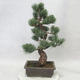 Outdoor bonsai - Pinus parviflora - Small-flowered pine - 2/4