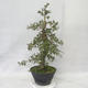 Outdoor bonsai - Hawthorn pink flowers - Crataegus laevigata paul´s Scarlet - 2/7