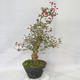 Outdoor bonsai - Hawthorn white flowers - Crataegus laevigata - 2/6